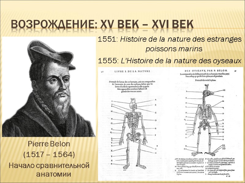 ВОЗРОЖДЕНИЕ: ХV век – ХVI век Pierre Belon (1517 – 1564) Начало сравнительной анатомии